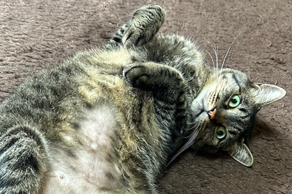 お腹を丸出しにして寝そべる猫