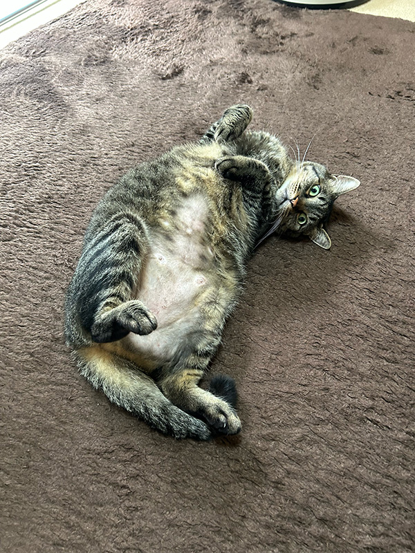 お腹を丸出しにしている猫